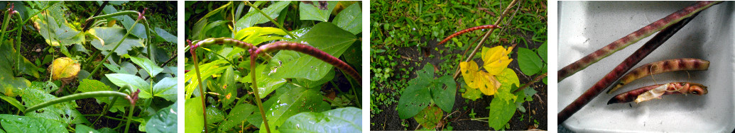 Images of CowPeas growing in tropical backyard