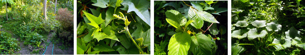 Images of garden patch in tropical
        backyard