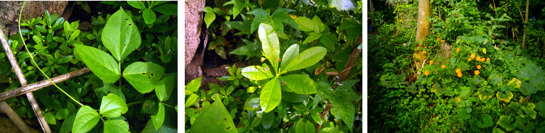 Images of garden patch in tropical backyard