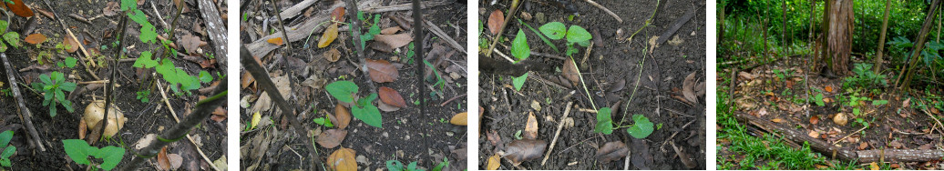 Images of young bean plants in tropical backyard