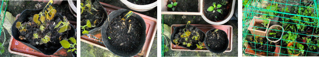 Images of Cacao tree seedlings in tropical backyard