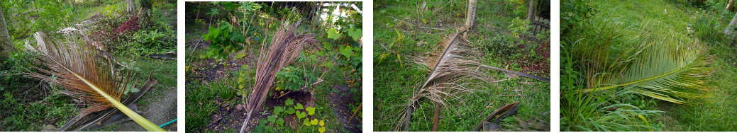 Images of fallen coconut branches