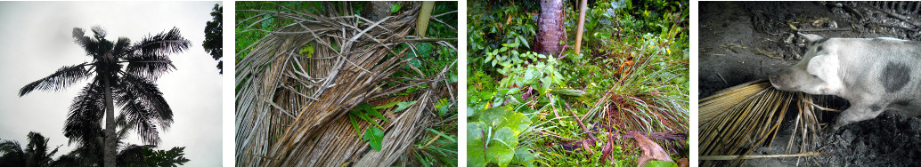 Images of fallen coconut branches