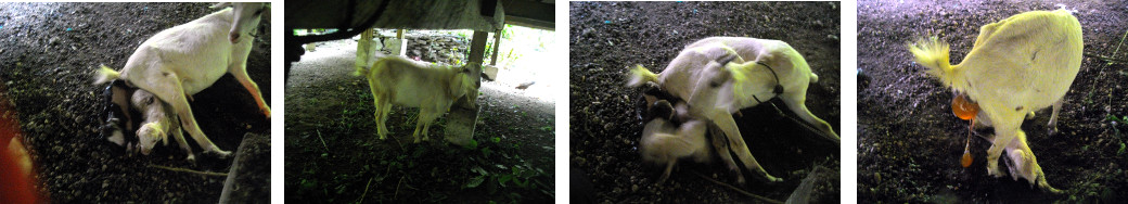 Images of goats newly born under a tropical house