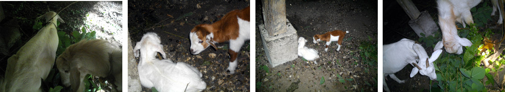 Images of goat family under tropical house