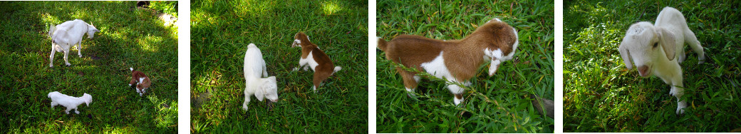 Images of newly born goats in tropical garden