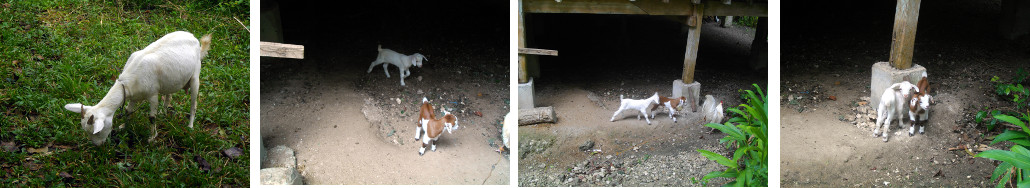 Images of newly born goats in tropical backyard