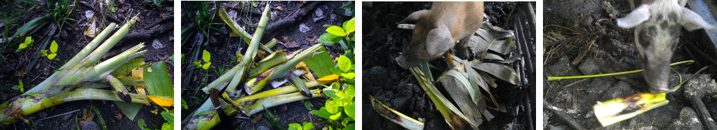 Images of banana tunk being fed to pigs