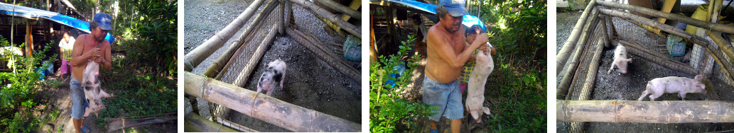 Images of tropical backyard piglets
        being moved to a new pen