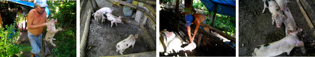 Images of tropical backyard piglets being moved to a new
        pen