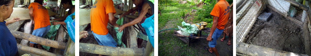 Images of tropical backyard Piglets being taken away
        after being sold