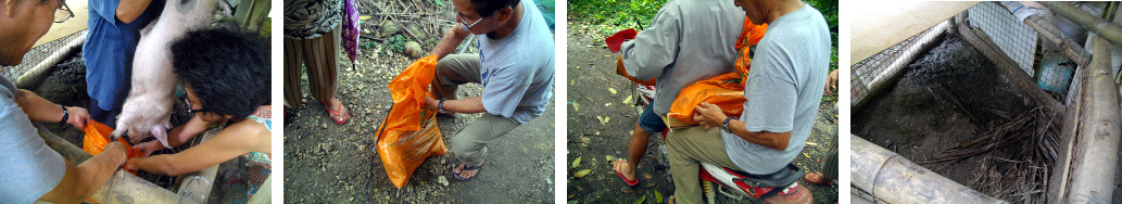 Images of tropical backyard piglet
        going to new home