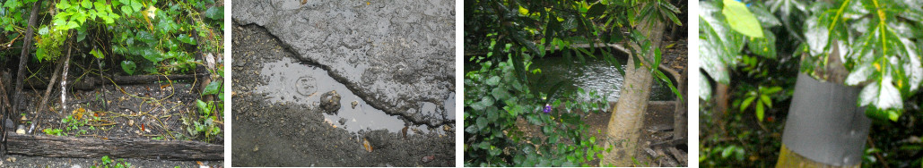 Images of rain in tropical backyard