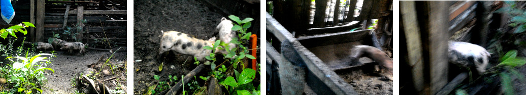 Images of piglets foraging in tropical
        backyard -and returning home