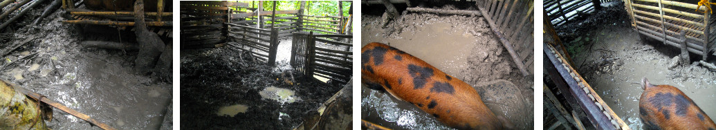 Images of flooding in tropical backyard
        pig pen