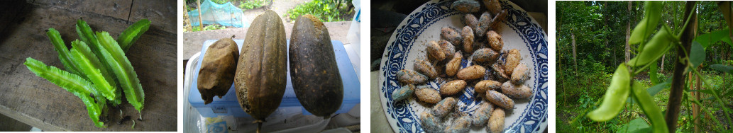 Images of beans and seeds from tropical backyard