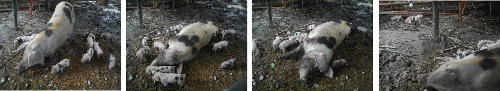 Images of sow oith piglets in tropical backyard pen