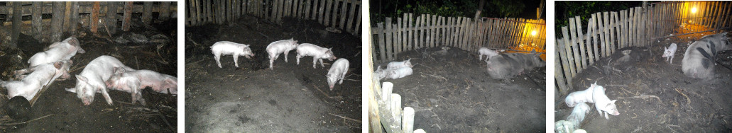 Images of tropical backyard piglets