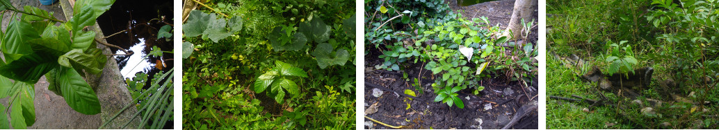 Images of Native Coffee seedlings in
        tropical backyard garden