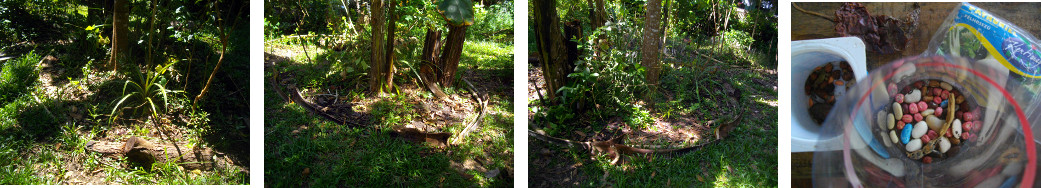 Images of tropical backyard garden patch cleaned up and
        planted