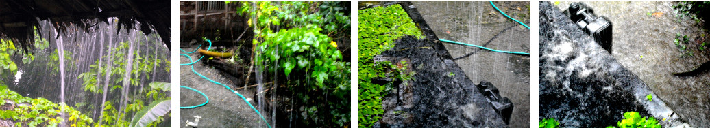 Images of rain in tropical backyard