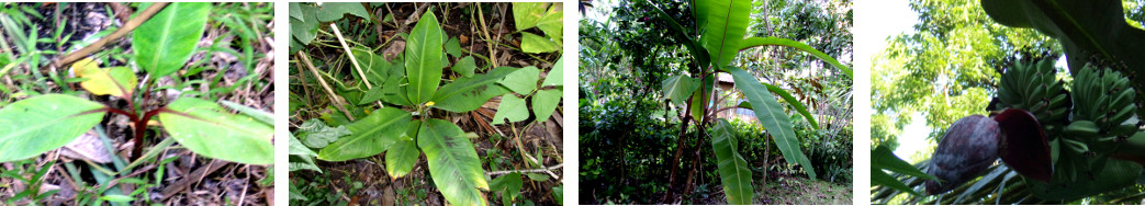 Images of bananas growing in tropical backyard