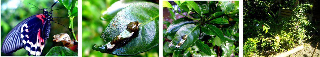 Images of butterfly newly emerged from
        crysalis