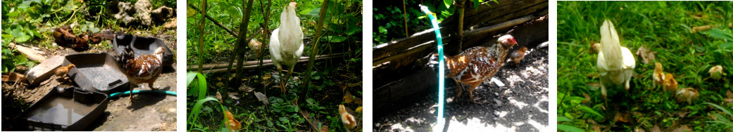 Images of tropical backyard hens with chicks