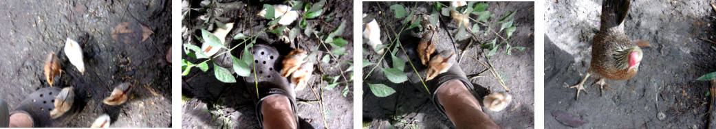 Images of young chicks in tropical backyard