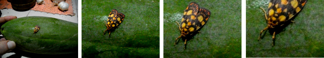 Images of moth on a papaya fruit