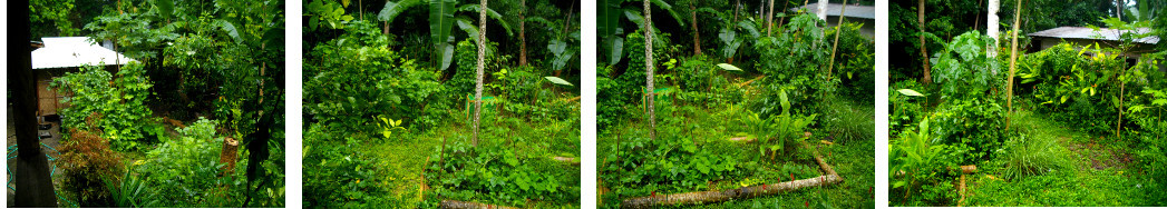 Panorama of tropical backyard