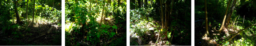 Images of tropical backyard patch before cleaning