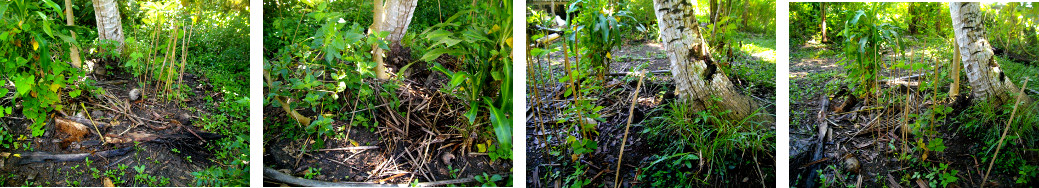 Images of Garden Patch before
        cleaning