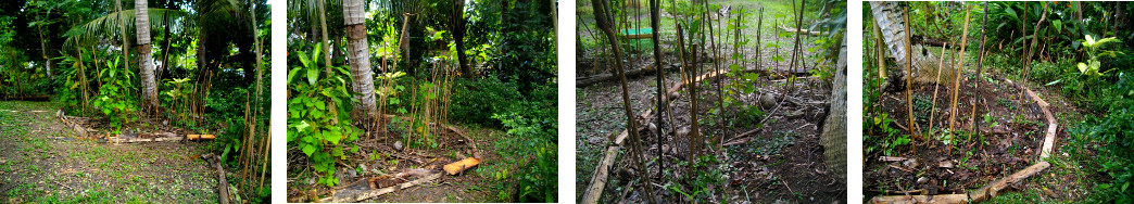 Images of tidy tropical garden patch
        around coconut tree