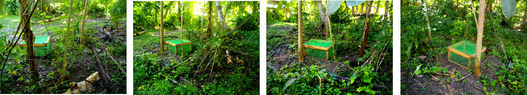 Images of tropical backyard garden patch before
        cleaning