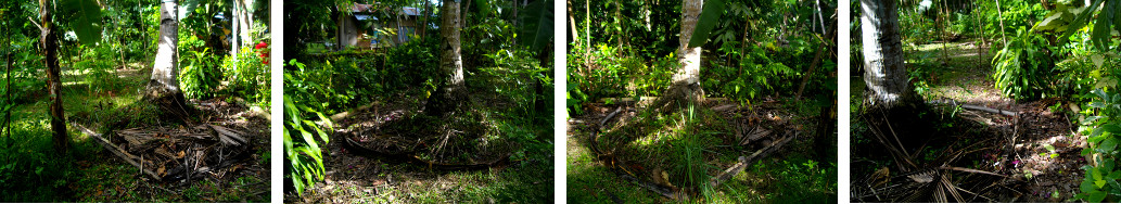 Images of tropical garden patch after cleaning