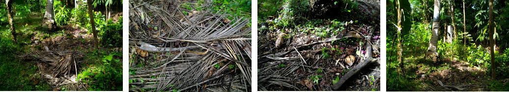 Image of untidy tropical garden patch
        before cleaning