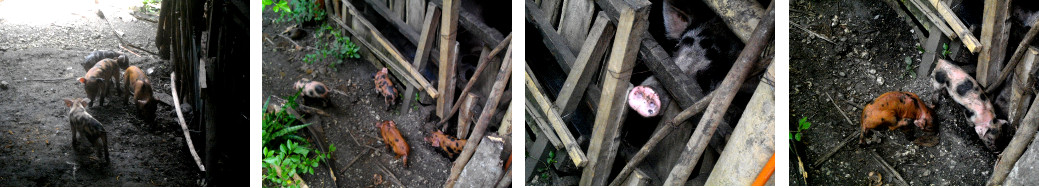 Images of tropical backyard piglets
        exploring their environment outside the pen