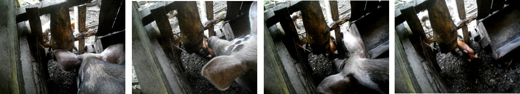 Images of escaped tropical backyard piglets returning
        home through hole in the fence