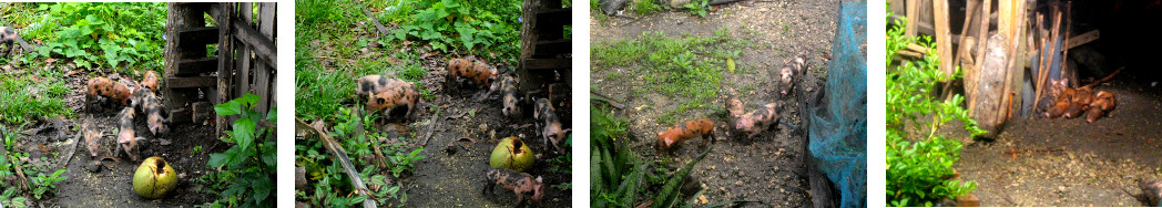 Imagages of tropical backyard piglets out exploring