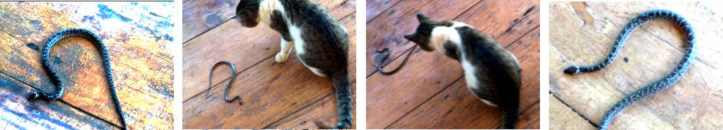 Images of snake and cat on tropical
        balcony