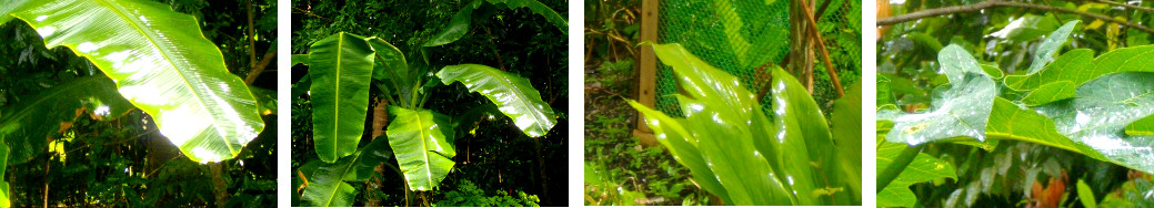 Images of sun after tropical rain