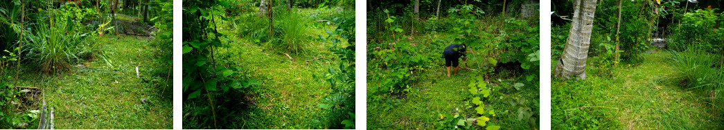 Images of tropical backyard grass being cut