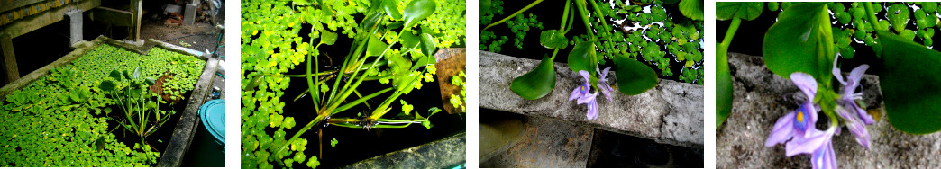 Images of recently aquired water
        lillies in tropical backyard pond