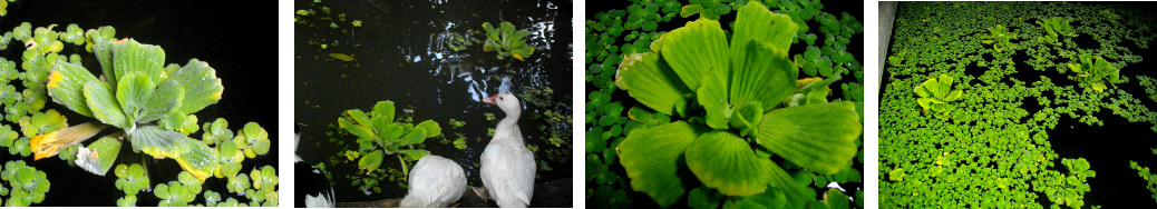 Images of new water plants in tropical backyard