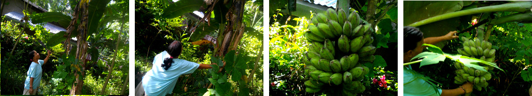 Images of woman harvesting bananas in a tropical
        backyard