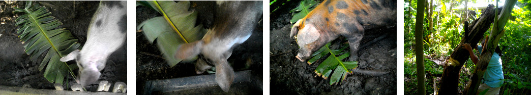 Images of pigs eatingbanan leaves harvested by woman in
        tropical backyard