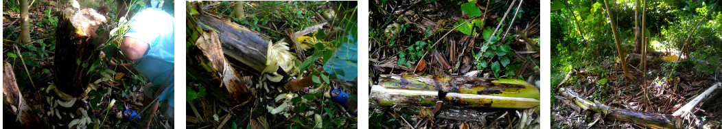 Images of banana trunk left to rot down in a tropical
        backyard after fruit has been harvested