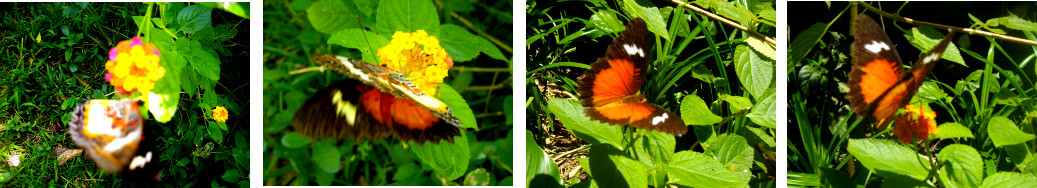 Images of butterfly in tropical
        garden