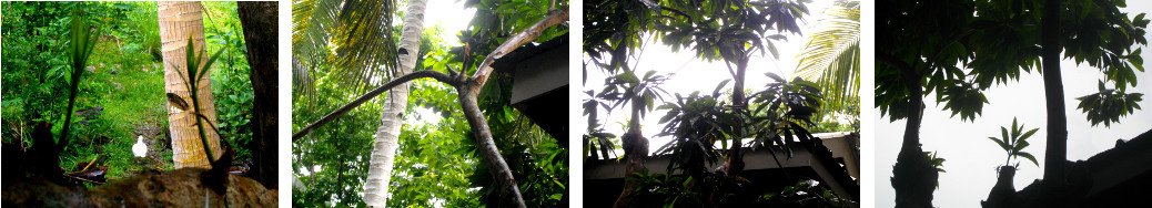 Images of tree chopped to protect roof starting to grow
        again